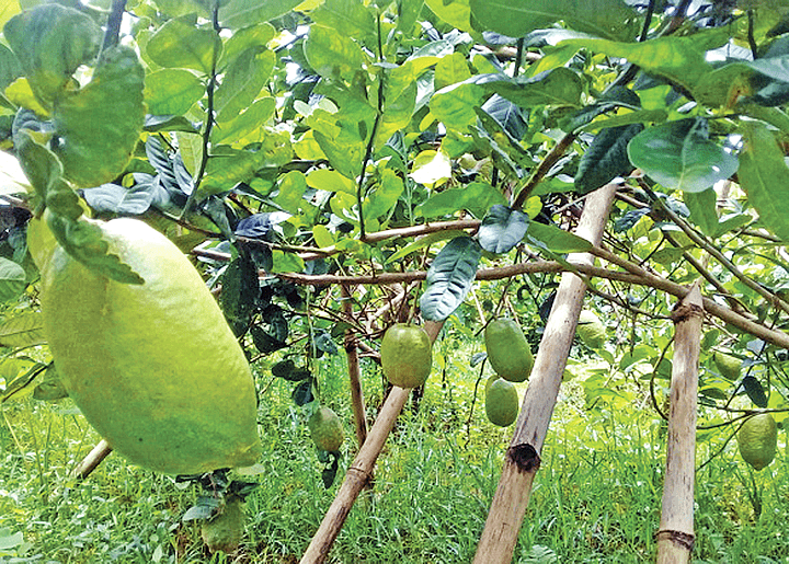 সিলেট অঞ্চলের  জারা লেবু সুঘ্রাণে  স্বাদেও …