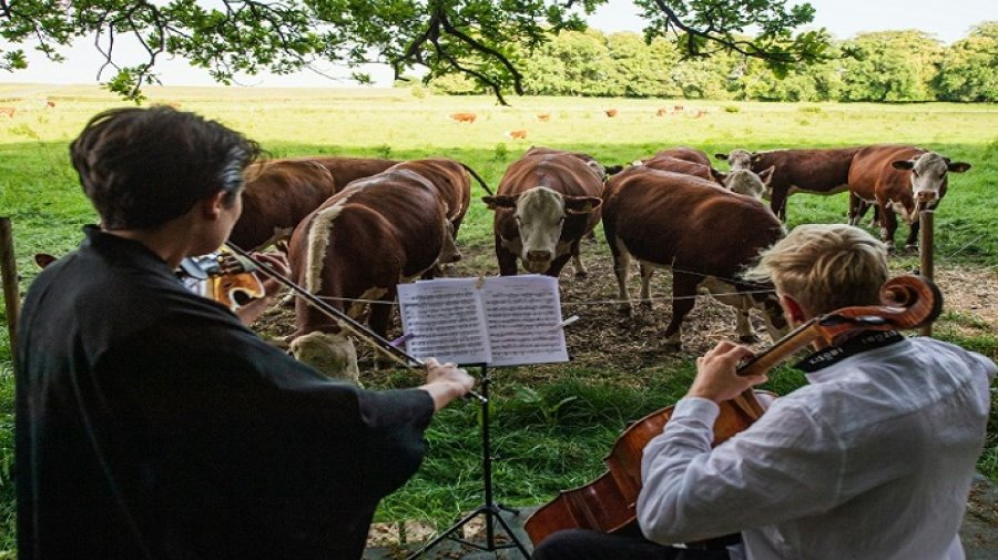 গরুর জন্য কনসার্ট