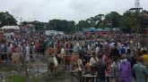 ​গোসাইরহা‌টে স্বাস্থ্যবি‌‌ধি না মে‌নেই চল‌ছে বিশাল গরু ছাগ‌লের হাট