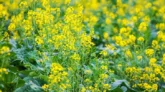 চীনে নতুন জাতের রেপসিডে এশিয়ায় কৃষি বিপ্লবের হাতছানি