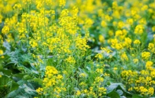 চীনে নতুন জাতের রেপসিডে এশিয়ায় কৃষি বিপ্লবের হাতছানি