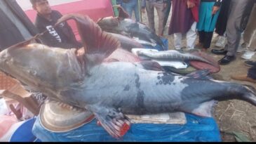 শেরপুরে শত বছরের ঐতিহ্যবাহী মাছের মেলা