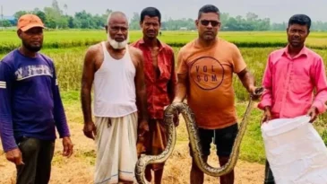 মাছ ধরার জালে উঠে এলো বিরাট আকৃতির অজগর