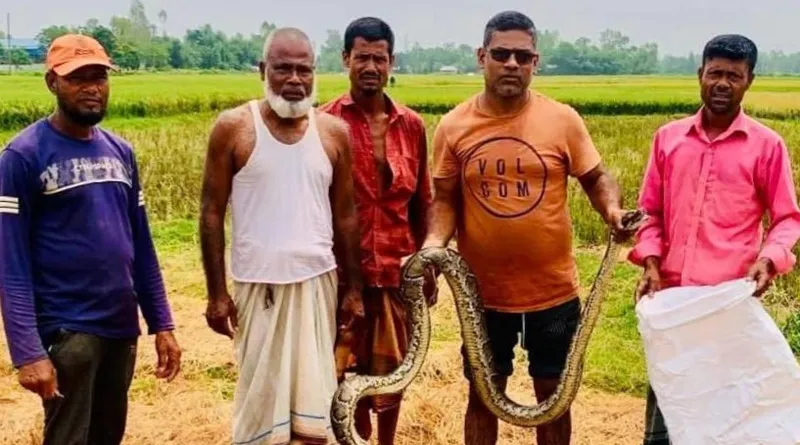 মাছ ধরার জালে উঠে এলো বিরাট আকৃতির অজগর